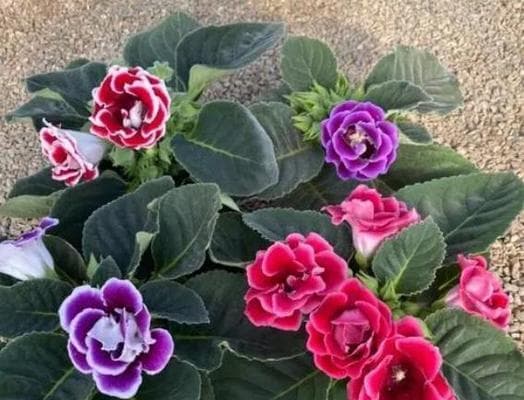 信阳室外花园适合种植哪些花卉？这些花卉的养护要点是什么？