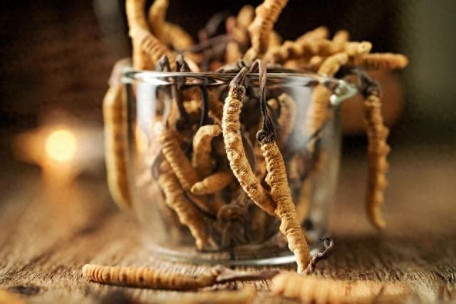 冬虫夏草的正确食用指南：剂量、时间和配伍全解析