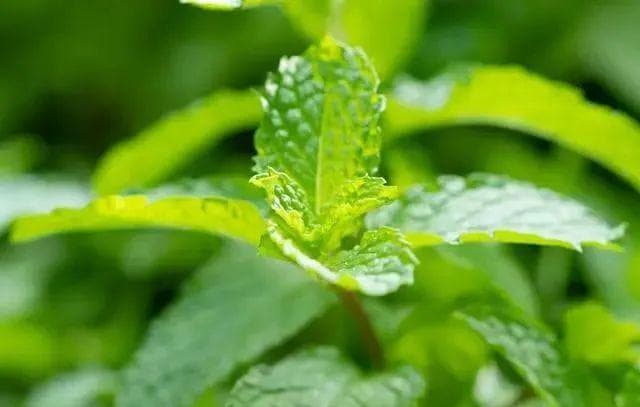 薄荷叶经常被虫咬怎么办？教你几个小妙招，轻松驱虫兼顾打理~