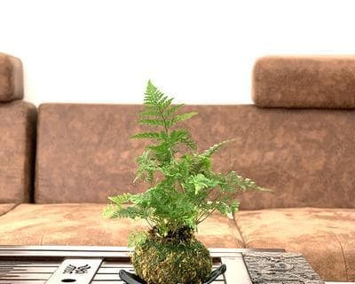 狼尾蕨的养殖方法及注意事项（了解这15个注意点，让你的狼尾蕨更健康茁壮）