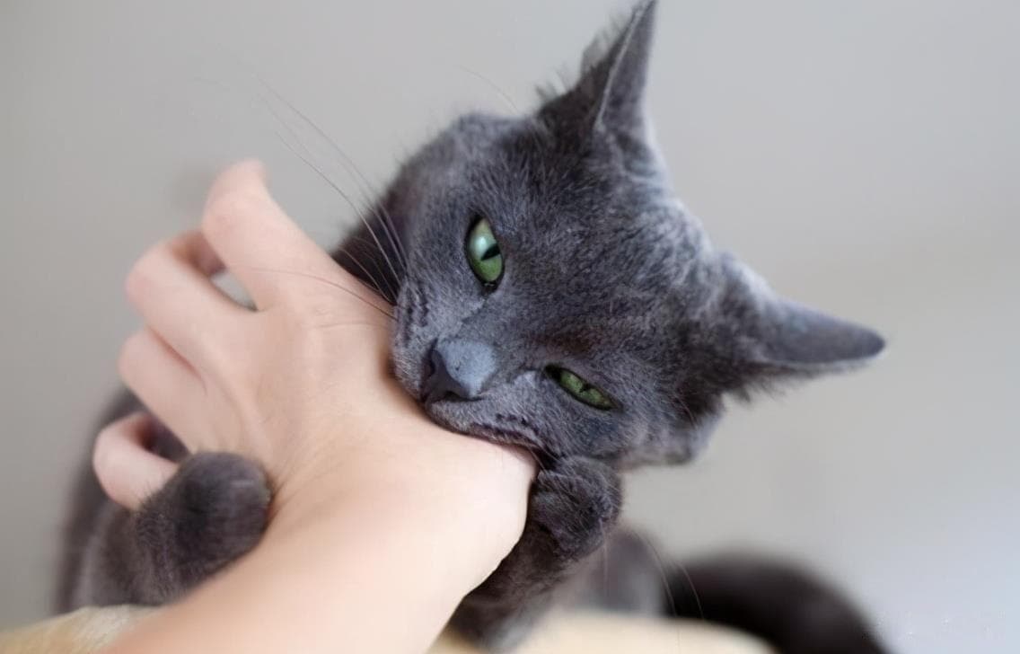 猫为什么会咬人？六大原因及应对指南