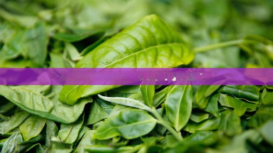 服用抗生素期间能否饮用普洱茶？专家解读两者相互作用及饮用建议