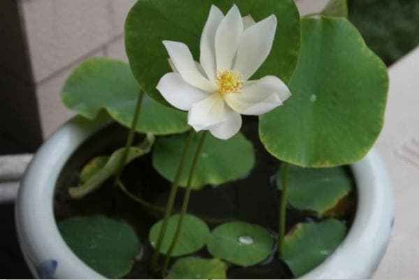 睡莲冬季怎样管理？