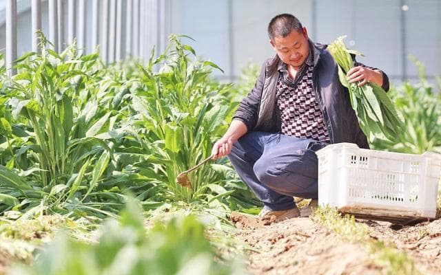 食叶草走红网络到底是什么神秘野菜