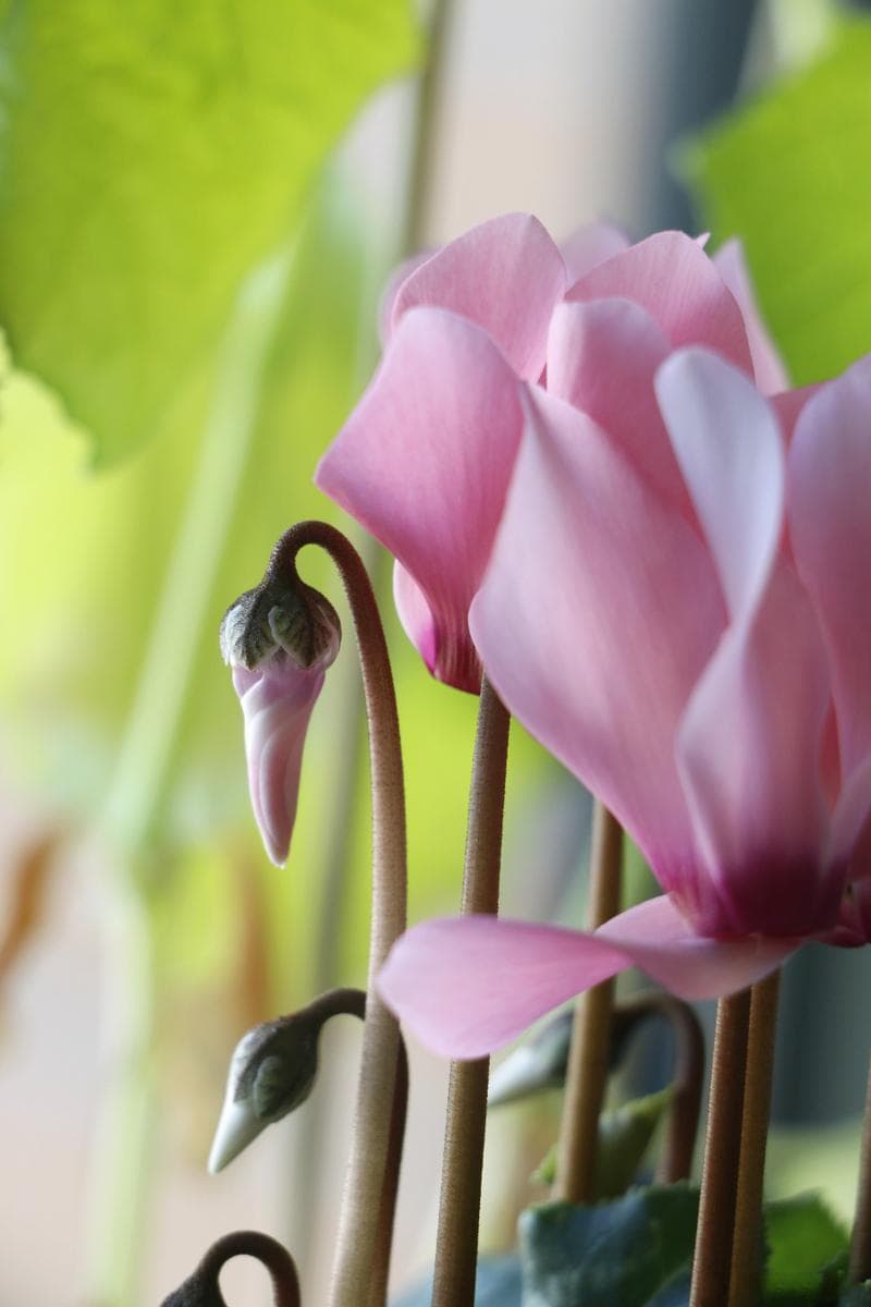 鲜花怎么醒花方法