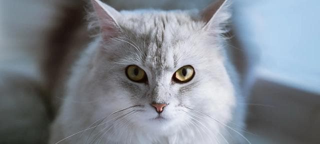 如何保护宠物猫的眼睛健康（养猫人必看！15个注意事项助你打造健康猫咪）