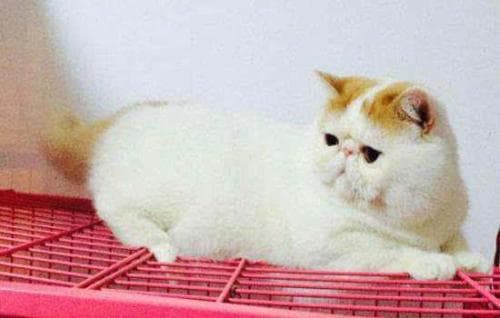 猫咪贫血宜食哪些蔬菜？