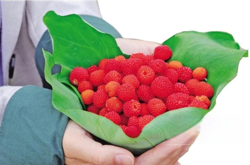 好用、好看、好吃……广西这些神奇植物用途真不少