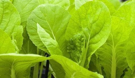 大白菜：从餐桌到文化的全面解读