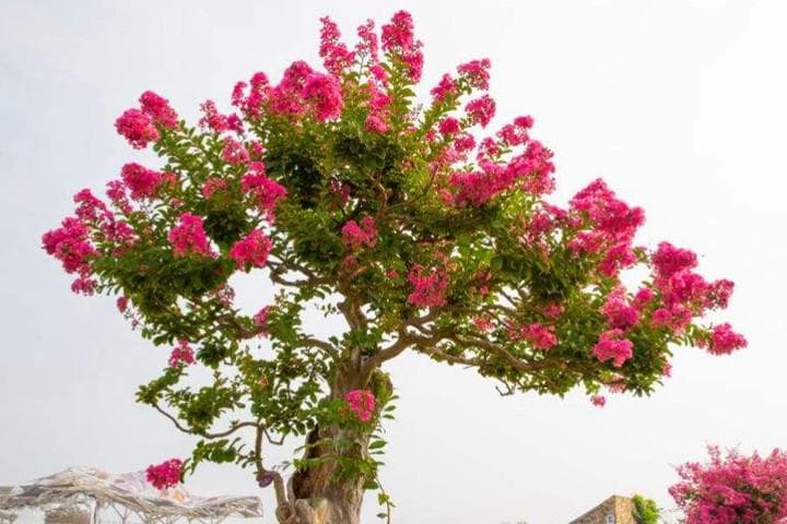 紫薇树：观赏价值与种植方法详解