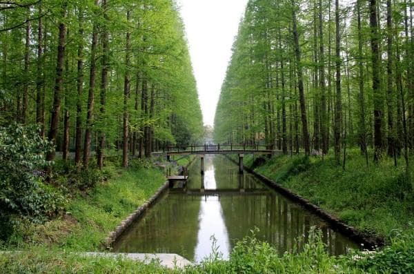 上海崇明岛旅游攻略：景点推荐、交通指南及游玩建议