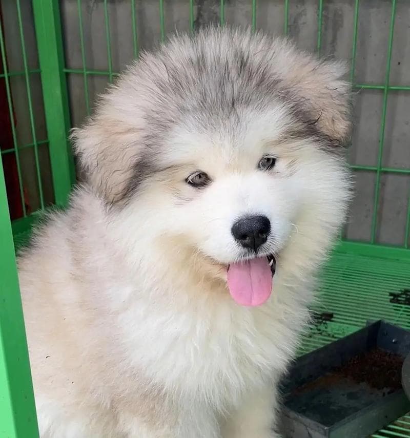 阿拉斯加幼犬的饮食需求及食谱（阿拉斯加幼犬每日所需食量和适宜食物种类）