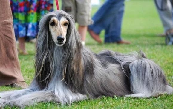 阿富汗猎犬毛发护理完全指南