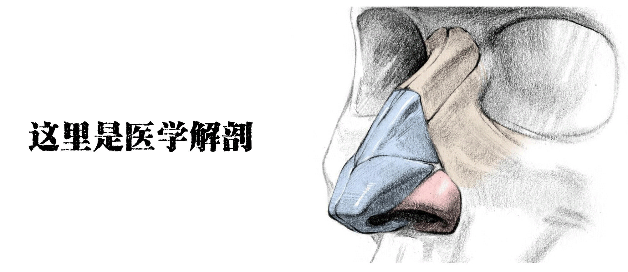最全肝脏解剖图解：表面结构、分叶分段与门脉系统详解