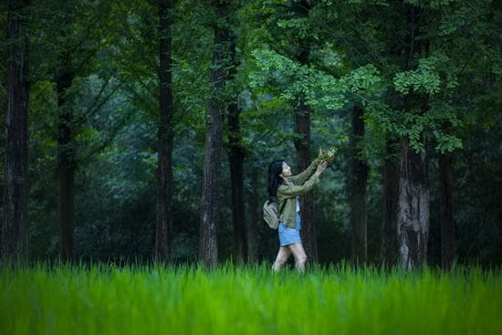 探寻平凡之树的非凡生命：见树木、见众生、更能见自我