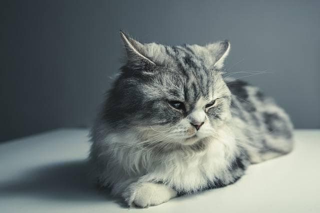 宠物的"飞机耳"：解读猫咪和狗狗的神秘信号
