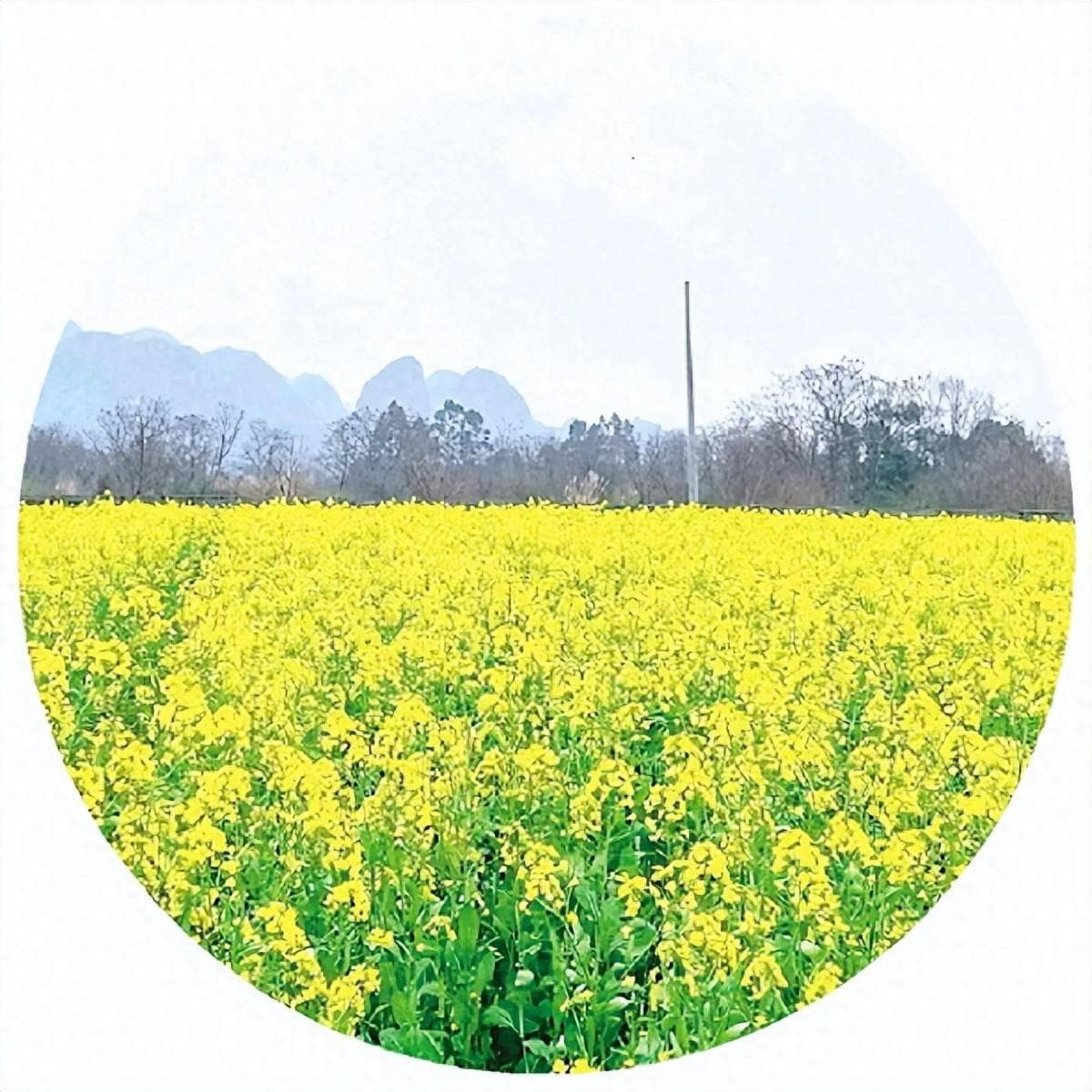 桂林这些春日花景，你都打卡了吗？