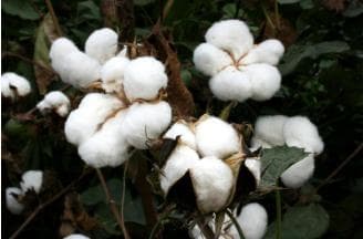 国际棉花颜色分级标准差异