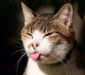 改善环境，训练引导，告别猫乱尿。