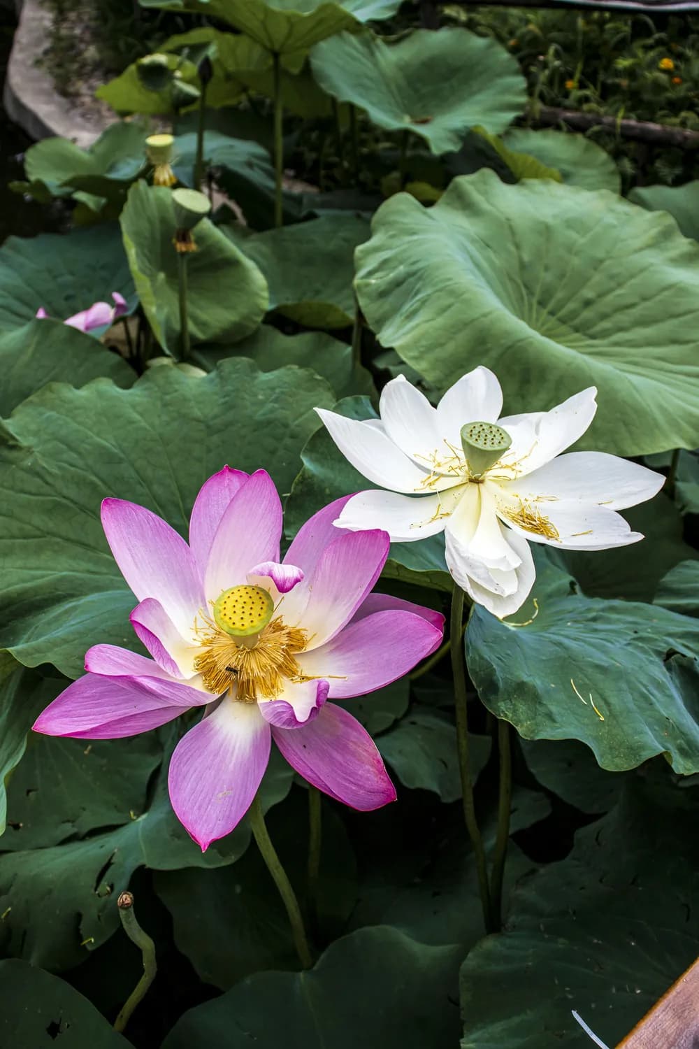 红莲白莲功效有别：肾虚选红莲，脾虚选白莲