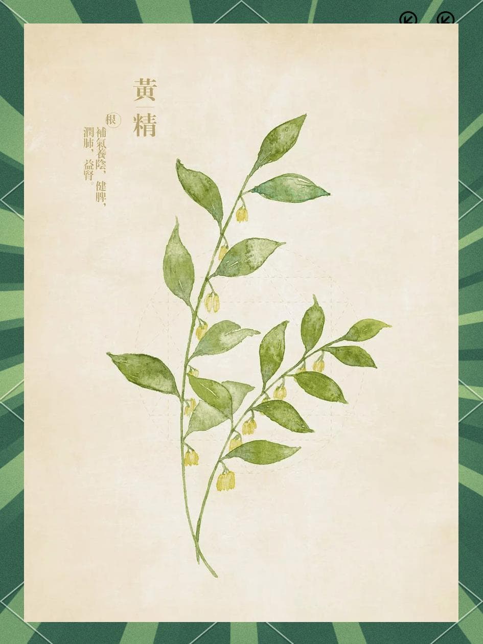 黄精专题一丨九制仙人余粮“黄精”，道家延年益寿之圣品