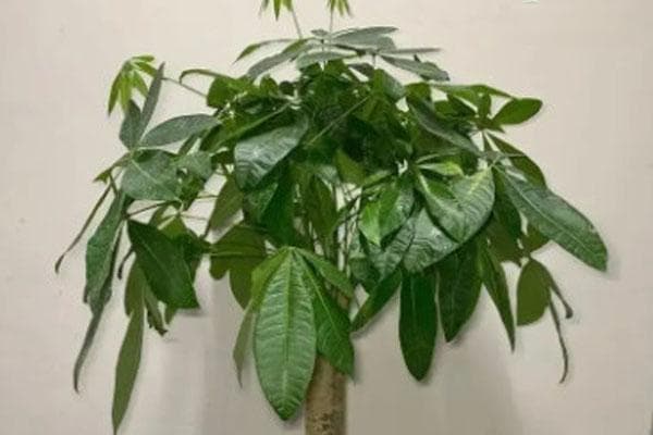 大发财树怎样浇水才是正确的？