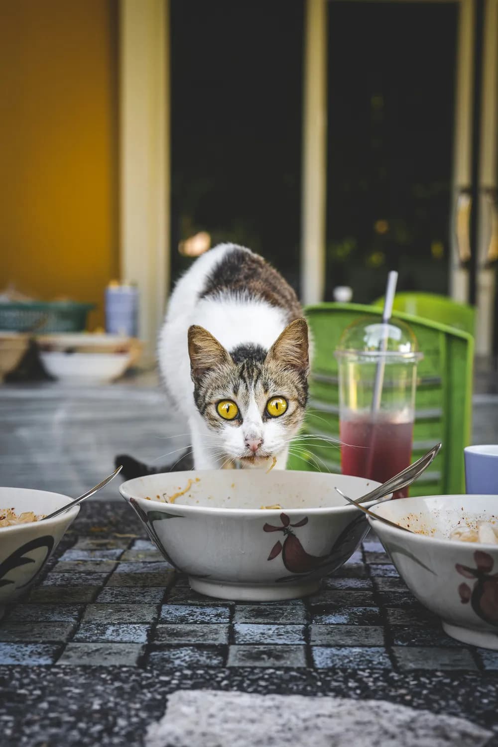 猫咪挑食大揭秘：从原因到解决方案的全方位指南