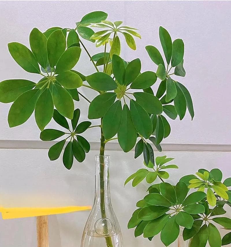 鸭脚木的水培和土培，哪个更好？（探究鸭脚木栽培方式的优缺点）