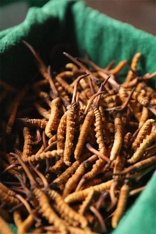 冬虫夏草的核心作用：传统价值与现代应用全面解析