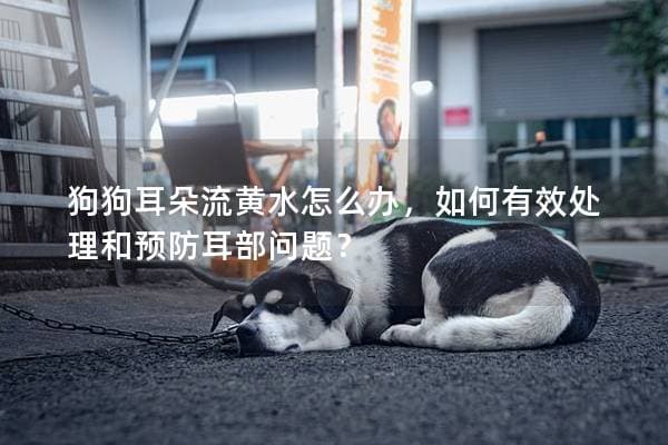 狗狗耳朵流黄水怎么办？如何有效处理和预防耳部问题？