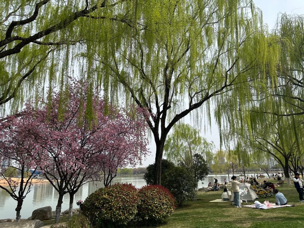 科学防花粉过敏 减少“一把鼻涕一把泪”