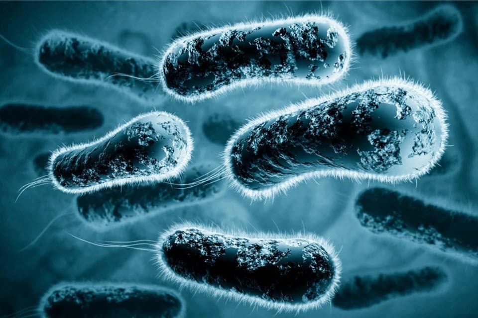 神秘的磁性细菌：科学家探索动物导航的自然秘密