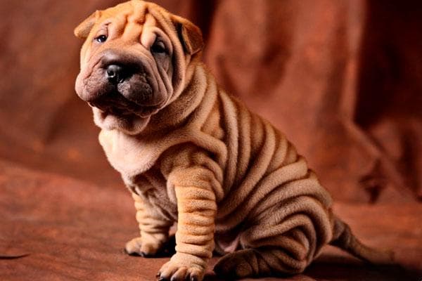 沙皮犬：中国特有斗犬品种的详细介绍