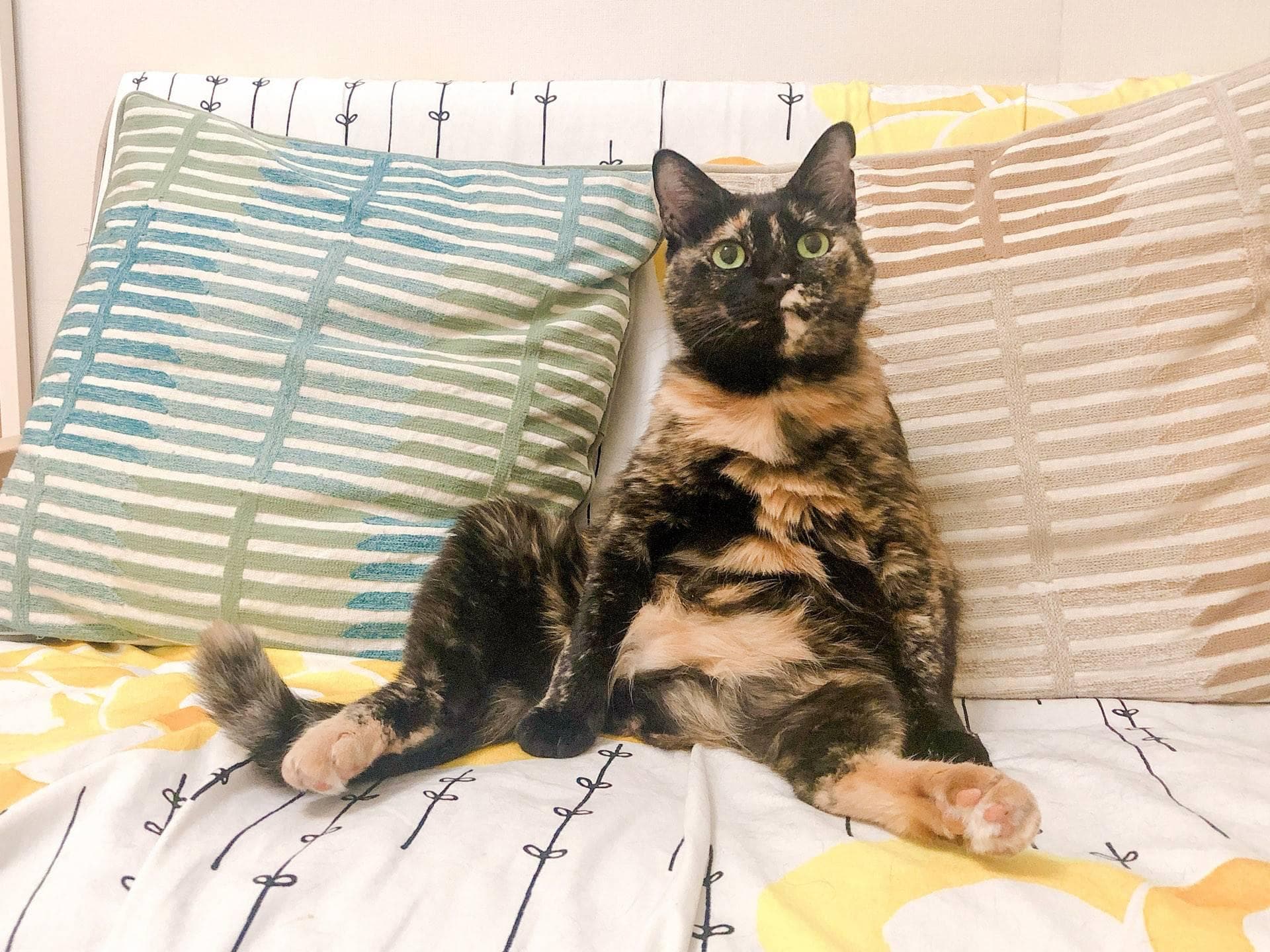 玳瑁猫与三花猫的区别：毛色遗传与性格解析