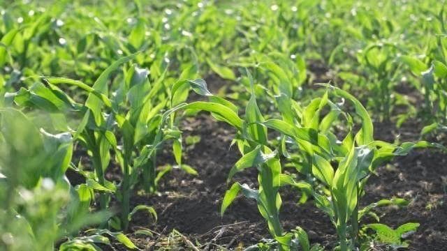种玉米用什么肥料最好高产