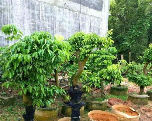 荔枝的盆栽种植技巧（从选苗到养护，打造美丽的盆栽荔枝）