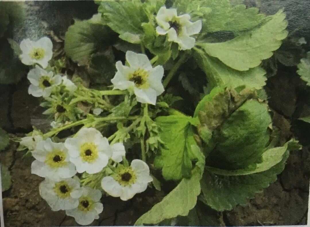 5种原因引起草莓花芯变黑，怎么才能避免？（附解决措施）