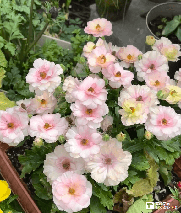 花毛茛发芽后枯萎怎么办？这5个细节要注意