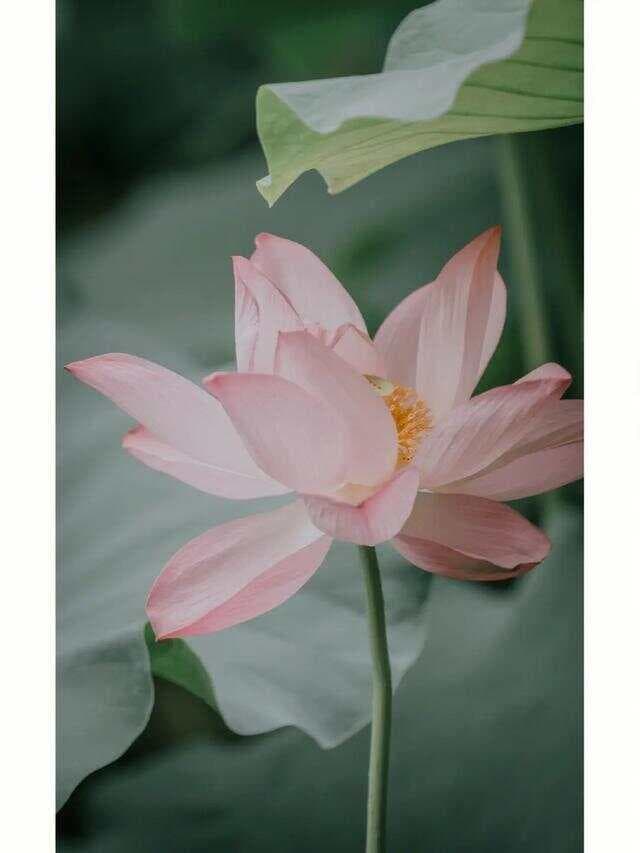为什么佛教爱用莲花而不是荷花？这两种花有什么区别呢？