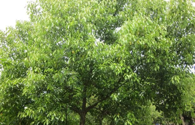 樟树能种在院子里吗？樟树有什么作用？
