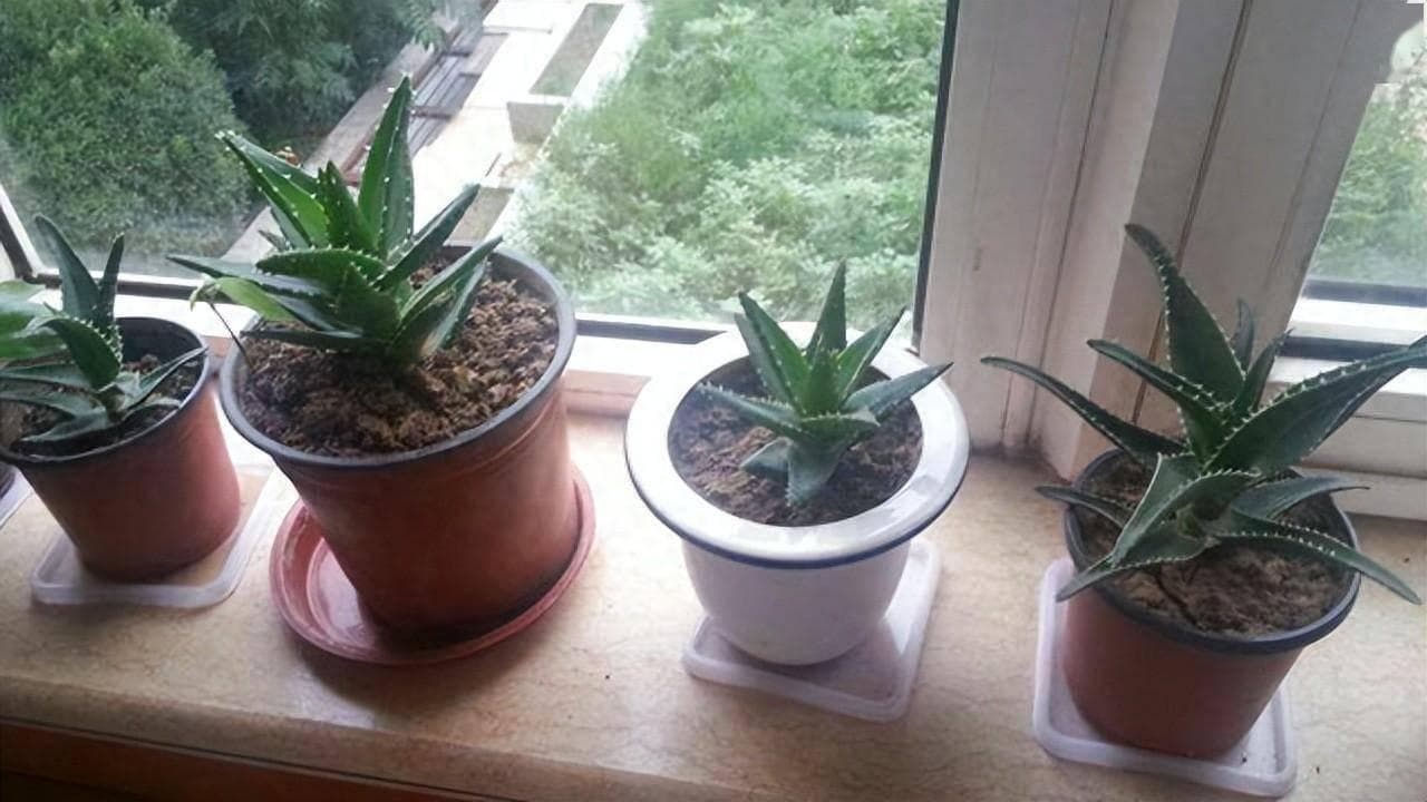 新家具刺鼻味道怎么去除？家居异味如何去除？
