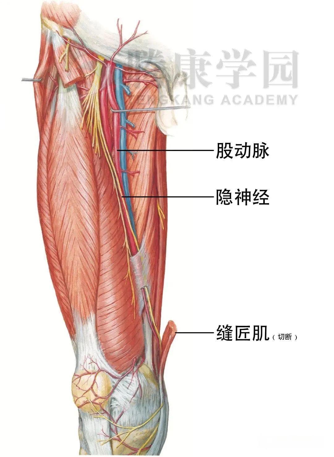 小腿疼痛相关的2条神经：腓肠神经和隐神经