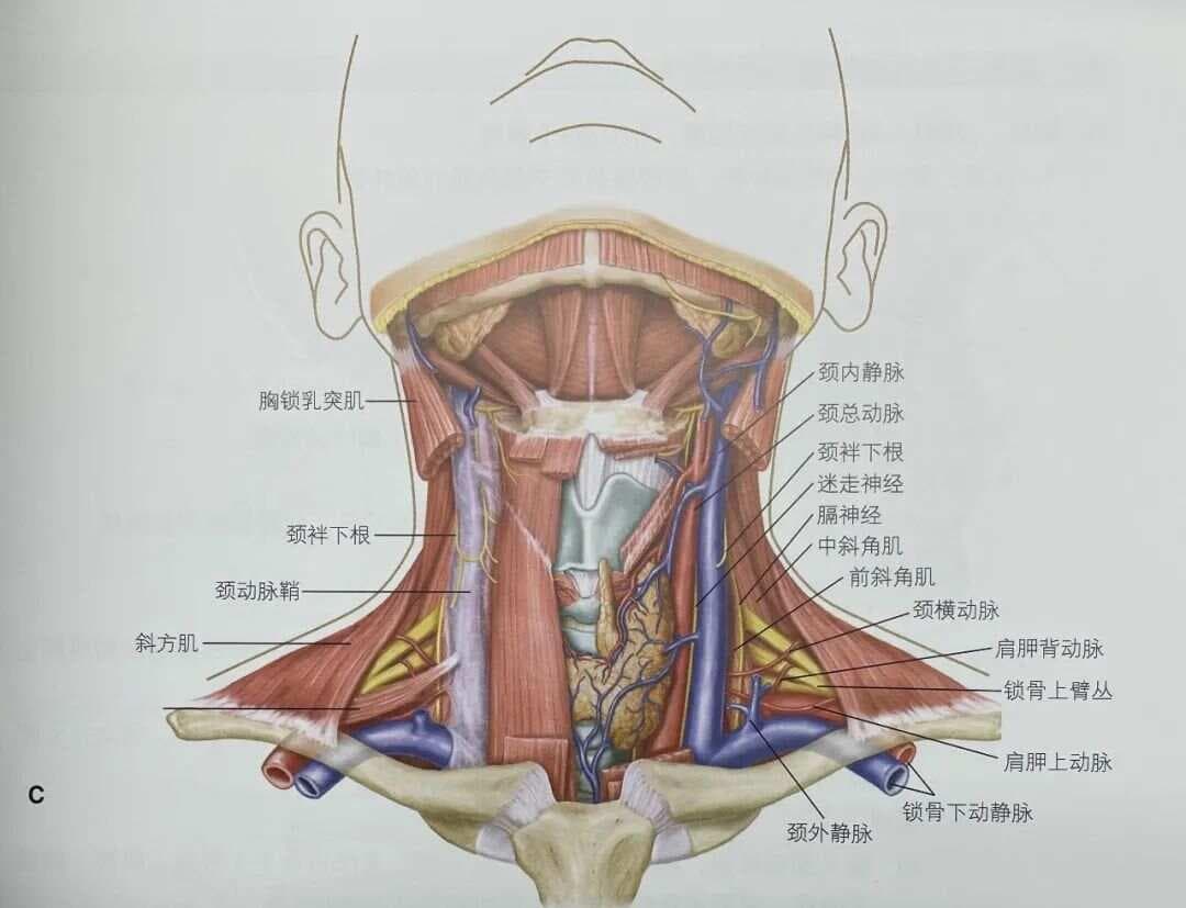 【干货】关于锁骨下静脉置管操作及并发症