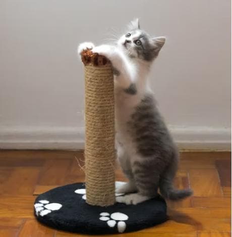 200-600赫兹的魔力：揭秘猫咪叫声为何如此悦耳