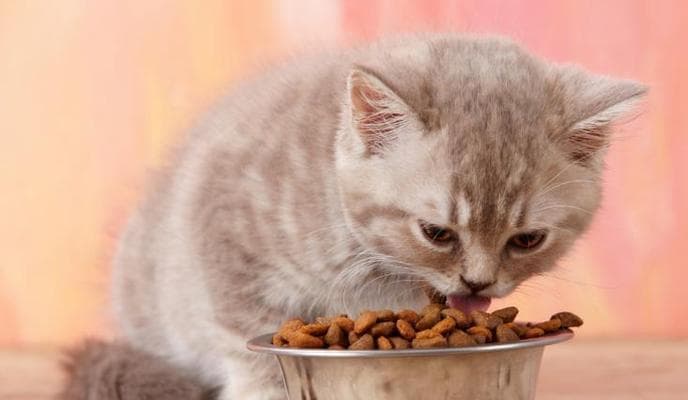 科学喂养，宠爱猫咪的正确饮食量（为猫咪制定合理的每日饮食计划，保证健康生活）