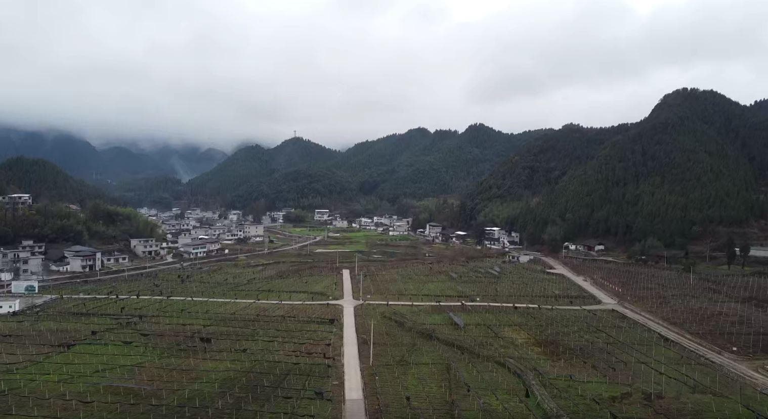 营养师提醒：选购黄精避开三大误区，认准这四点