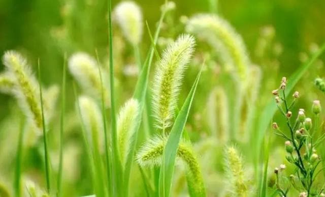 农村常见宝藏植物-狗尾巴草的营养价值和食用方法