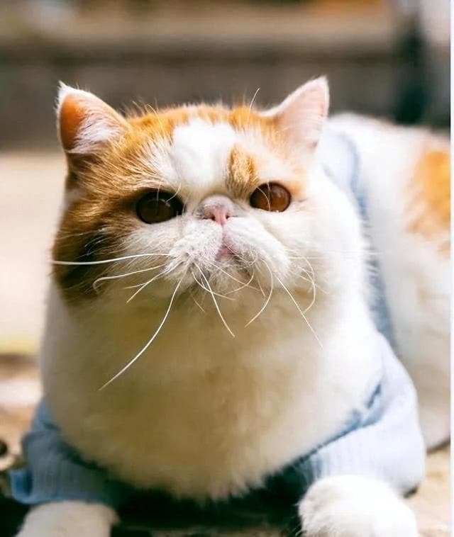 为什么说猫有九条命？这是真的吗？