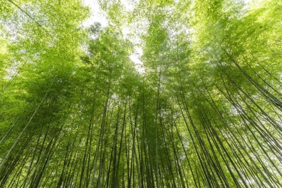 高铁1小时内直达！南京出发可当天往返，这些城市景美又好玩！