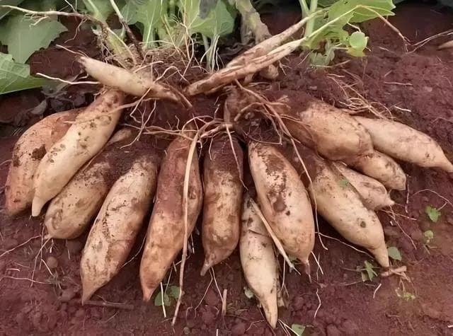 雪莲果种植指南：最佳种植时间、土壤要求及地域选择